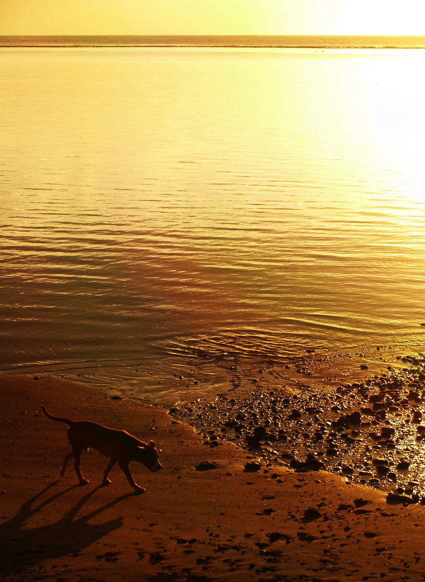 sunset_dog_petit.jpg