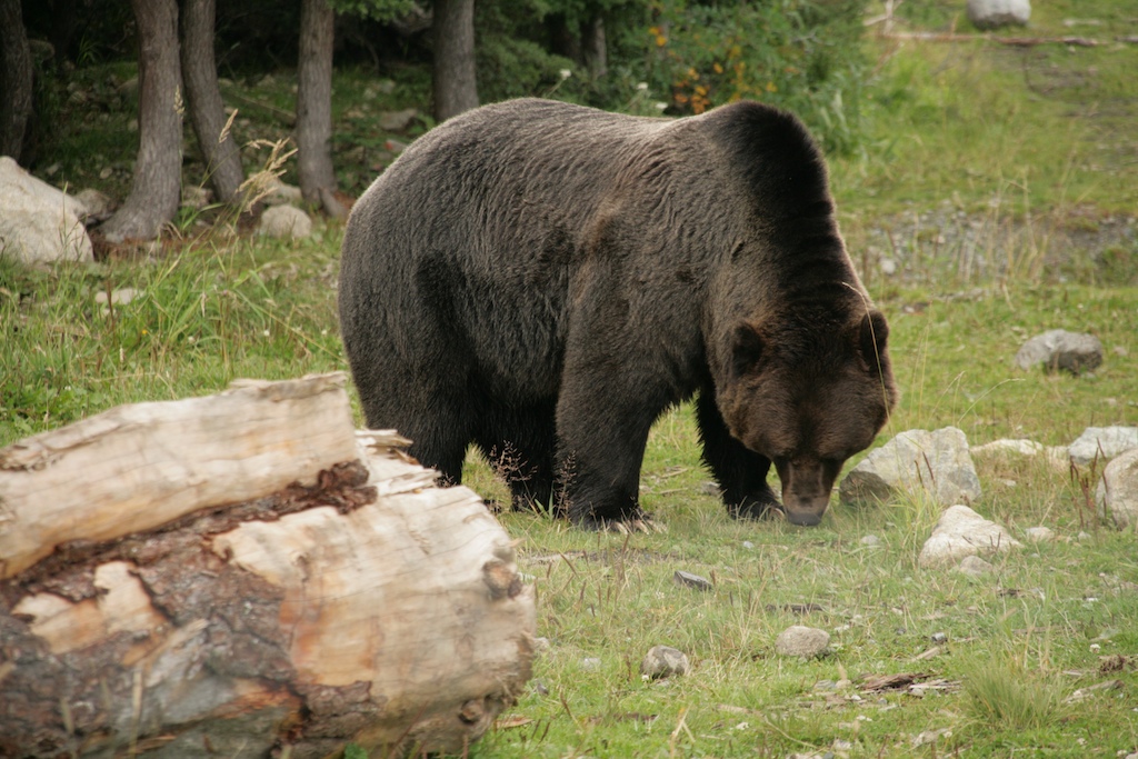 Grouse grizzlies.