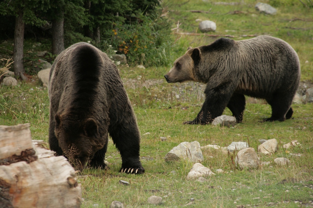 Grouse grizzlies.