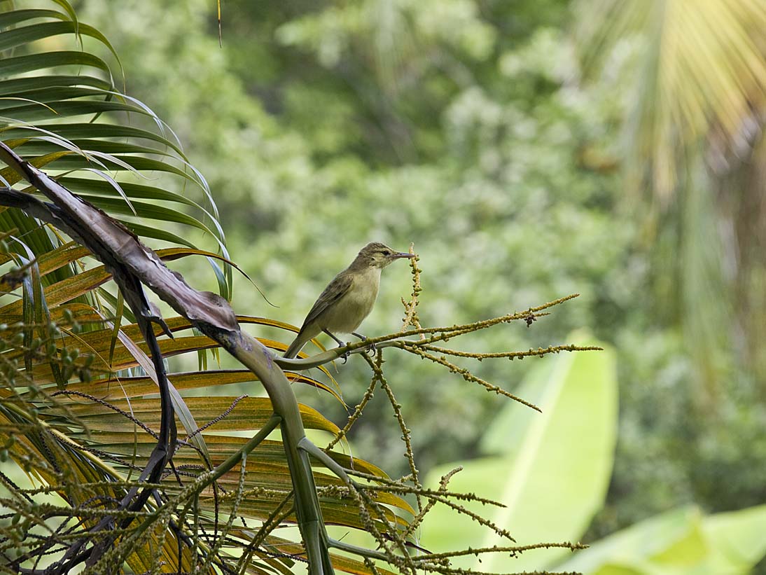 oiseau vert_petit.jpg