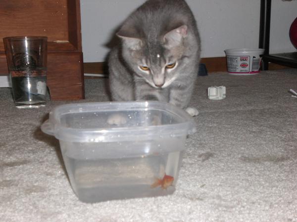 fish1.jpg