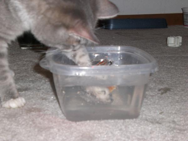 fish3.jpg