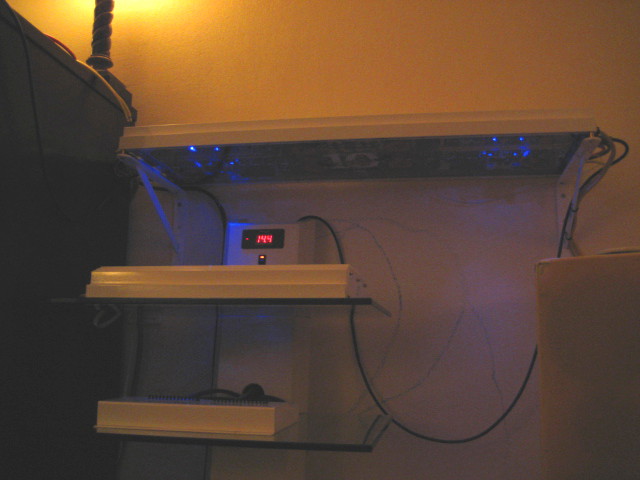 blue lights 2.jpg