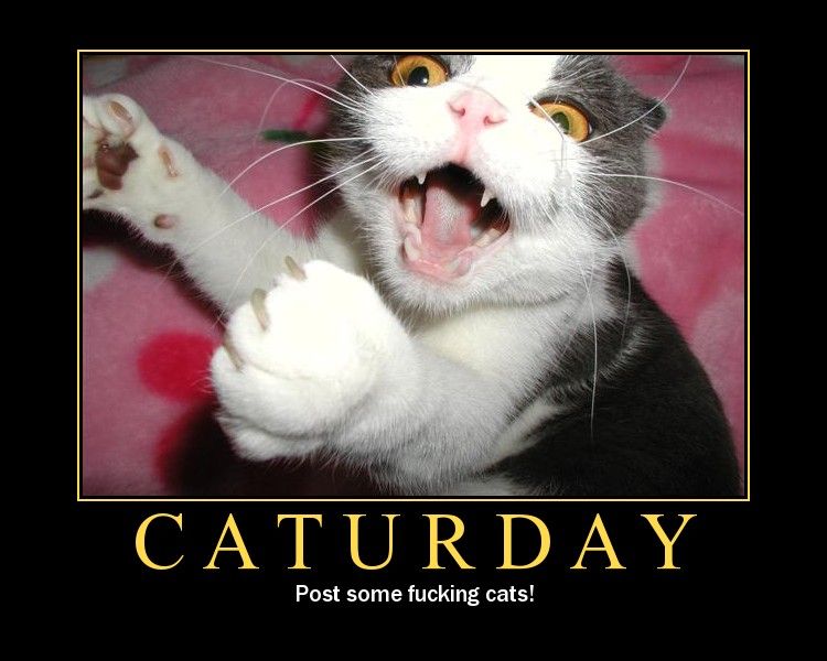 cat13.jpg
