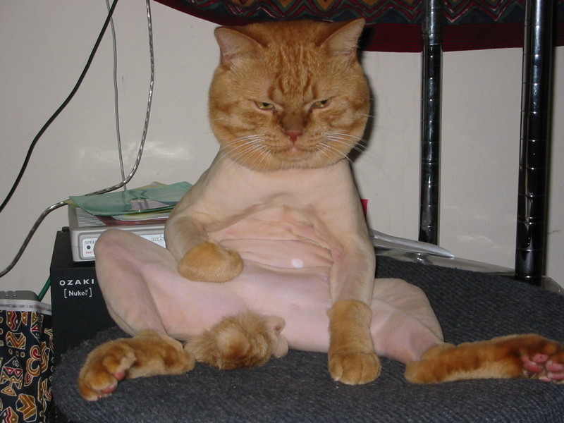 cat9.jpg