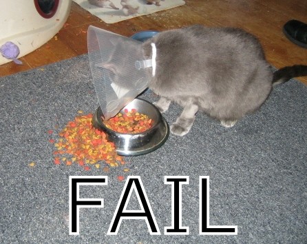 cat10.jpg