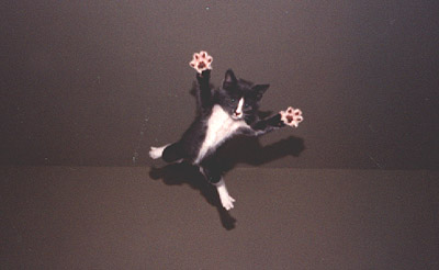 batcat.jpg