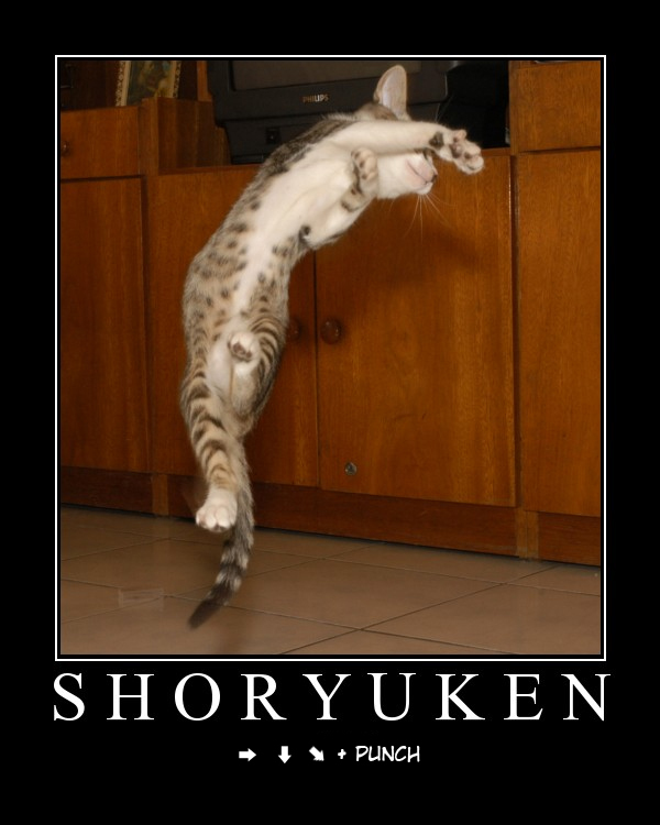cat11.jpg