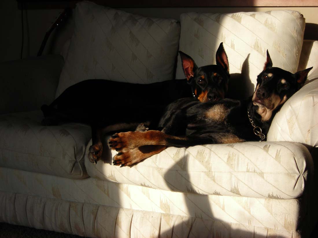 dobies sunning smaller.jpg