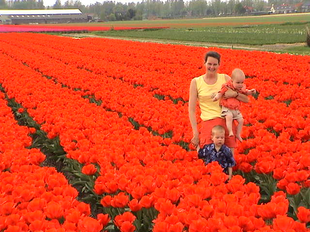 WIL IN TULPEN EN CYCLONE 007.jpg