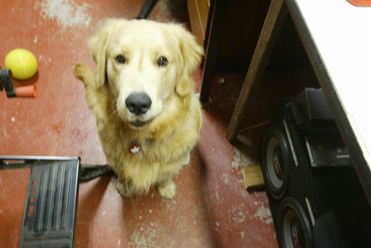My helper..... Kozmo. 10 months old. Outstanding animals.