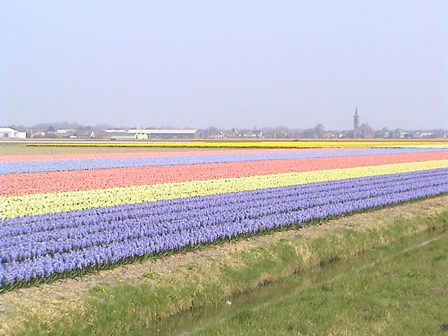 bloemen 004.jpg