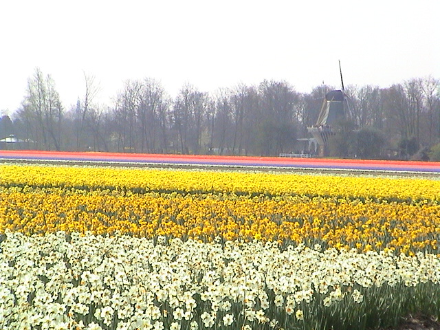 bloemen 001.jpg
